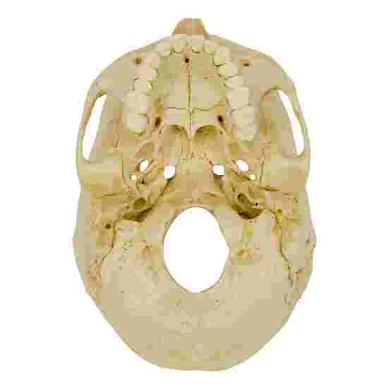 Crâne 4 pièces – standard / modèle anatomique
