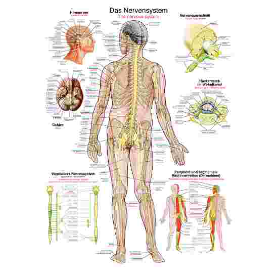 Erler Zimmer Anatomische Lehrtafel Das Nervensystem