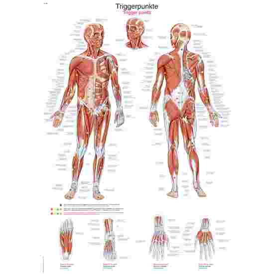 Erler Zimmer Anatomische Lehrtafel Die Triggerpunkte