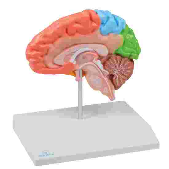 Erler Zimmer Anatomisches Modell &quot;Gehirnhälfte regional und lebensgross&quot;