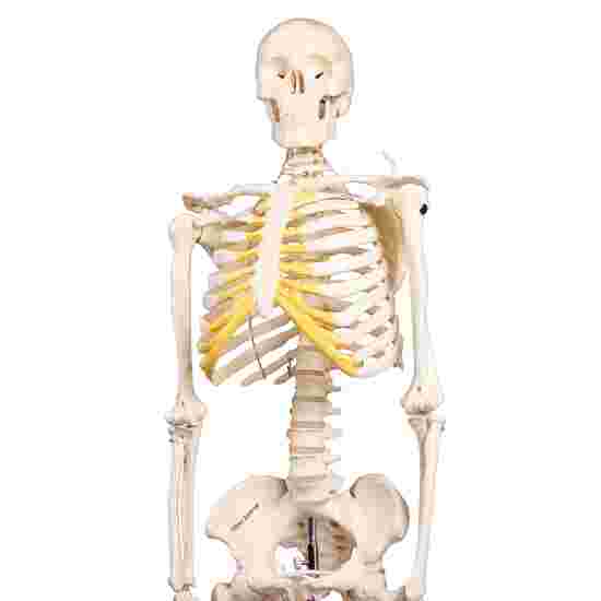 Erler Zimmer Skelettmodell &quot;Miniatur-Skelett Tom&quot;