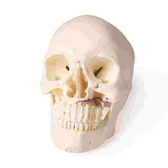 Erler Zimmer Skelettmodell Schädel, 5-teilig zerlegbar für Zahnmedizin