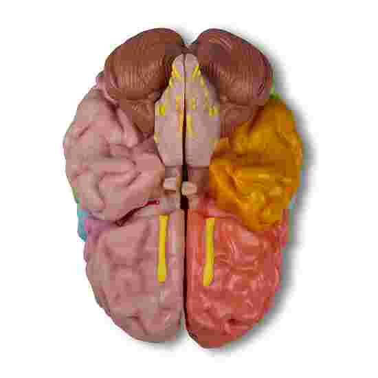 Modèle anatomique Erler Zimmer « Gehirn »