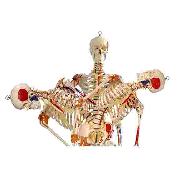 Skelettmodell &quot;Super-Skelett&quot;