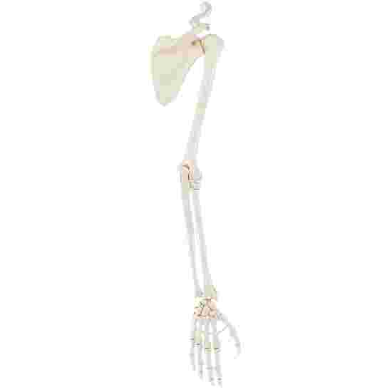 Squelette Erler Zimmer « Armskelett mit Schultergürtel »