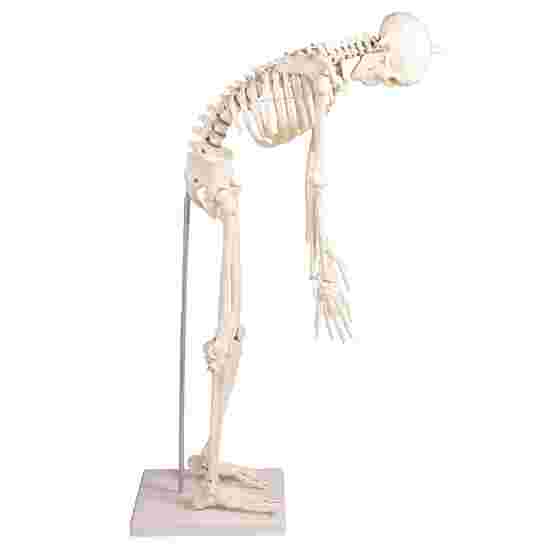Squelette Erler Zimmer « Miniatur-Skelett Paul mit beweglicher Wirbelsäule »