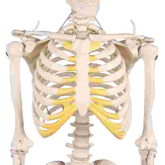 Squelette Erler Zimmer « Miniatur-Skelett Tom »