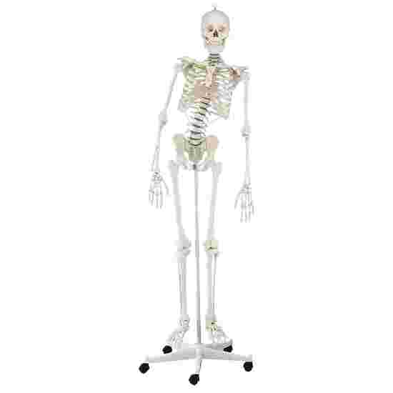 Squelette Erler Zimmer « Skelett Hugo », beweglich