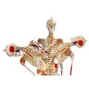 Skelettmodell "Super-Skelett"