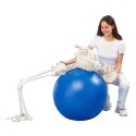 Squelette Erler Zimmer « Skelett Hugo », beweglich