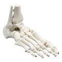 Squelette Erler Zimmer « Fußskelett » Standard