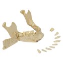 Crâne 4 pièces – standard / modèle anatomique