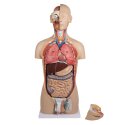 Modèle anatomique Erler Zimmer « Torse avec dos ouvert »