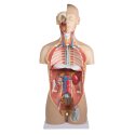 Modèle anatomique Erler Zimmer « Torse avec dos ouvert »