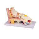Erler Zimmer Anatomisches Modell "Ohr"