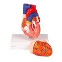 Modèle anatomique Erler Zimmer « Herz »