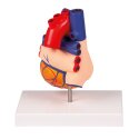 Modèle anatomique Erler Zimmer « Herz »