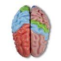 Modèle anatomique Erler Zimmer « Gehirn »