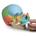 Squelette Erler Zimmer « Osteopathie-Schädelmodell », 22-teilig