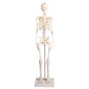 Erler Zimmer Skelettmodell "Miniatur-Skelett Paul mit beweglicher Wirbelsäule"