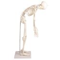 Squelette Erler Zimmer « Miniatur-Skelett Paul mit beweglicher Wirbelsäule »