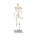 Erler Zimmer Skelettmodell "Miniatur-Skelett Tom"