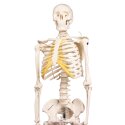 Erler Zimmer Skelettmodell "Miniatur-Skelett Tom"