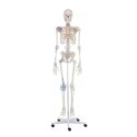 Squelette Erler Zimmer « Skelett Otto mit Bandapparat »