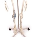 Squelette Erler Zimmer « Skelett Otto mit Bandapparat »
