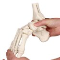 Erler Zimmer Skelettmodell "Fussskelett beweglich mit Schien- und Wadenbeinansatz"