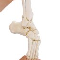 Erler Zimmer Skelettmodell "Fussskelett beweglich mit Schien- und Wadenbeinansatz"