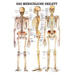 Anatomische Lehrtafel Das menschliche Skelett