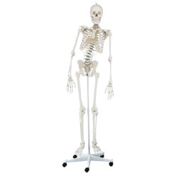  Squelette Erler Zimmer « Skelett Hugo », beweglich