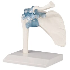 Erler Zimmer® Schultergelenk mit Bändern