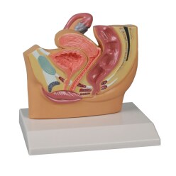 Erler Zimmer Anatomisches Modell "Becken"