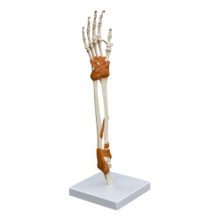 Hand- und Ellenbogengelenk/Anatomisches Modell