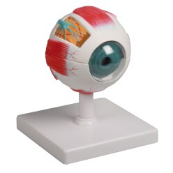 Erler Zimmer Anatomisches Modell "Auge"