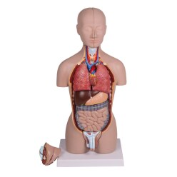  Modèle anatomique Erler Zimmer « Miniatur-Torso »