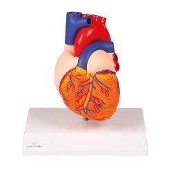  Modèle anatomique Erler Zimmer « Herz »