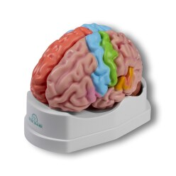 Erler Zimmer Anatomisches Modell "Gehirn"