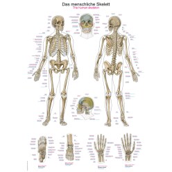 Erler Zimmer Anatomische Lehrtafel Die menschliche Muskulatur