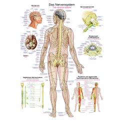 Erler Zimmer Anatomische Lehrtafel Die menschliche Muskulatur