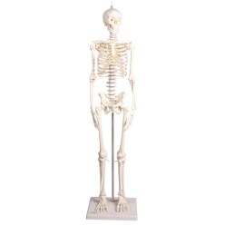 Erler Zimmer Miniatur-Skelett "Paul" mit beweglicher Wirbelsäule
