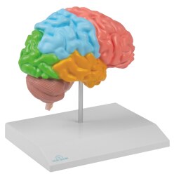 Erler Zimmer Anatomisches Modell "Gehirnhälfte regional und lebensgross"