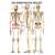 Anatomische Lehrtafel Die Wirbelsäule